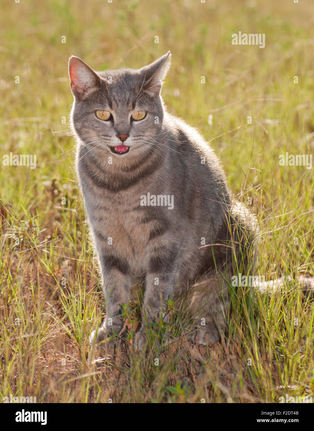 Beautiful blue tabby cat in grass back lit by sun Stock Photo