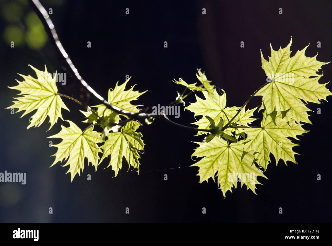 Acer platanoides L Norway maple tree leaves in closeup Stock Photo
