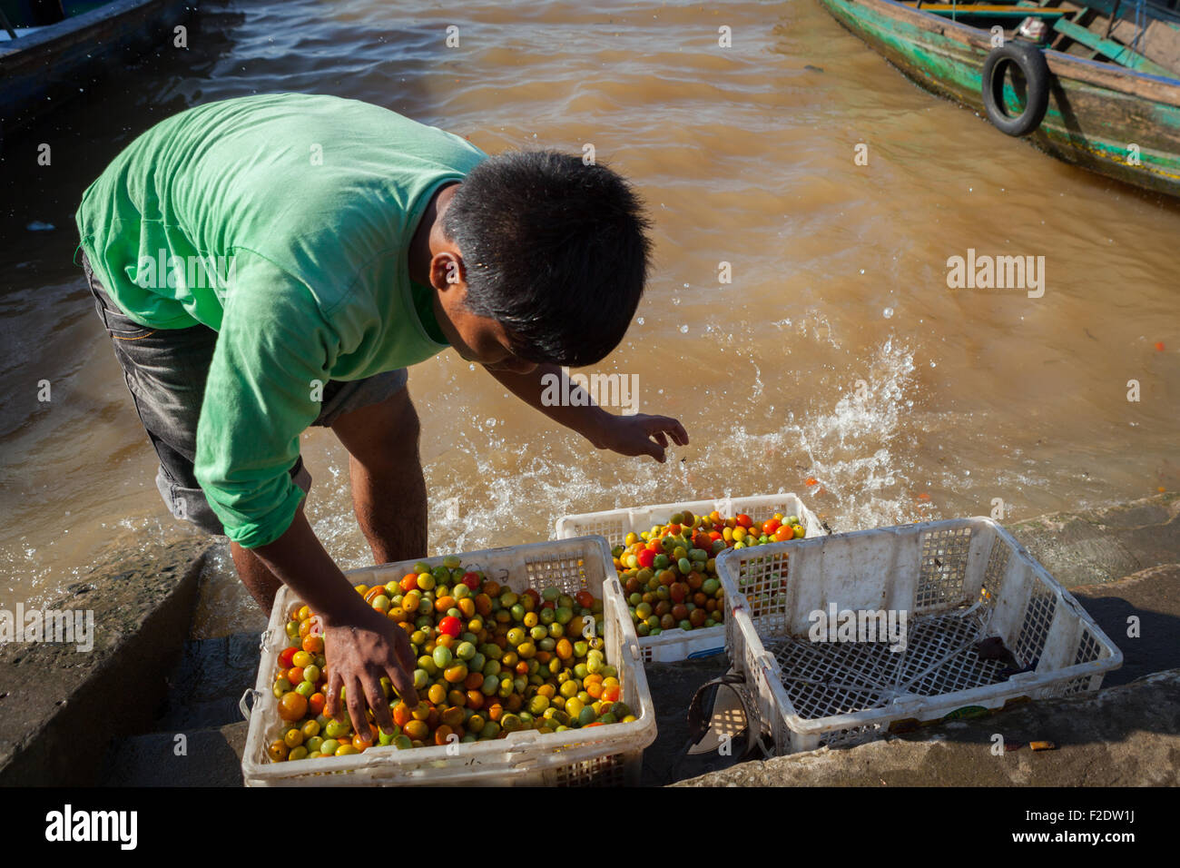 A man washing and sorting small tomatoes on river Musi in Palembang, South Sumatra, Indonesia. Stock Photo