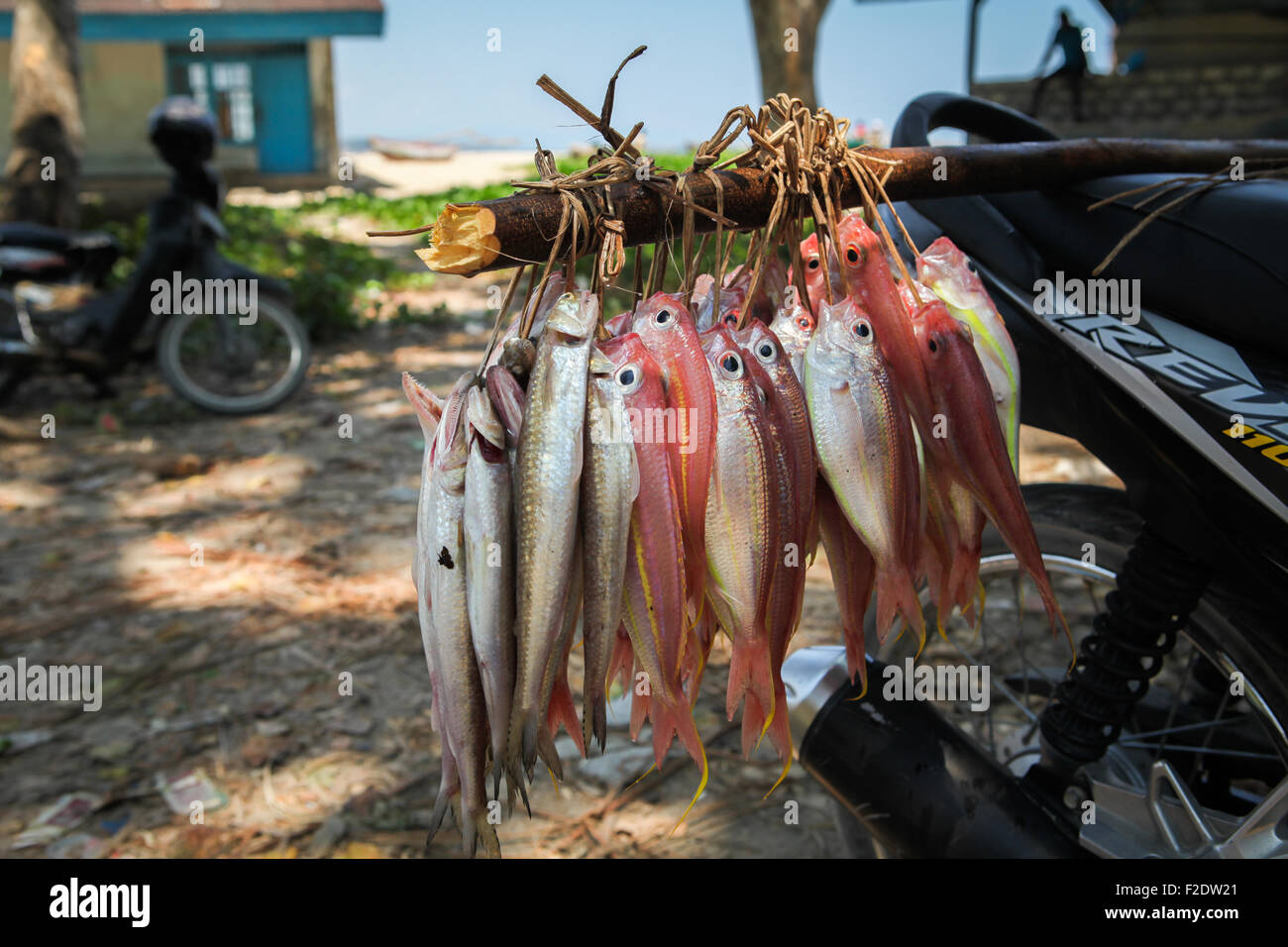 The catch of a traditional fisherman is ready to be transported by motorcycle in Wanokaka, Sumba Island, Indonesia. Stock Photo