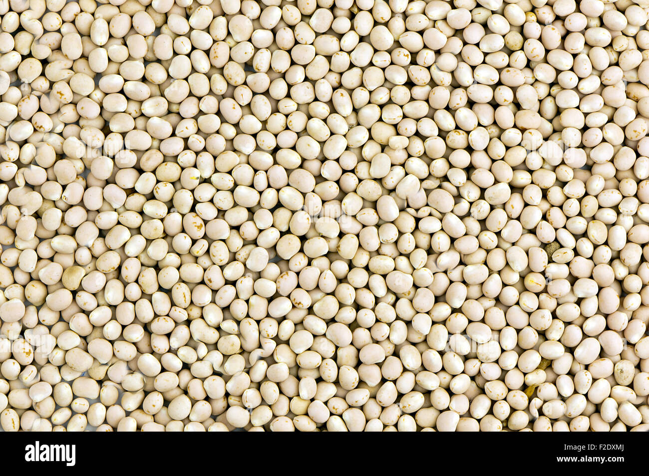 Lupine seeds hires stock photography and images Alamy