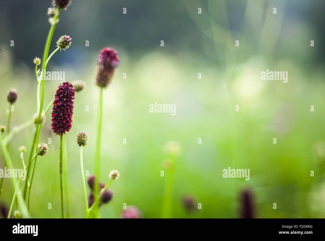 Soft focus macro flower hi-res stock photography and images - Alamy