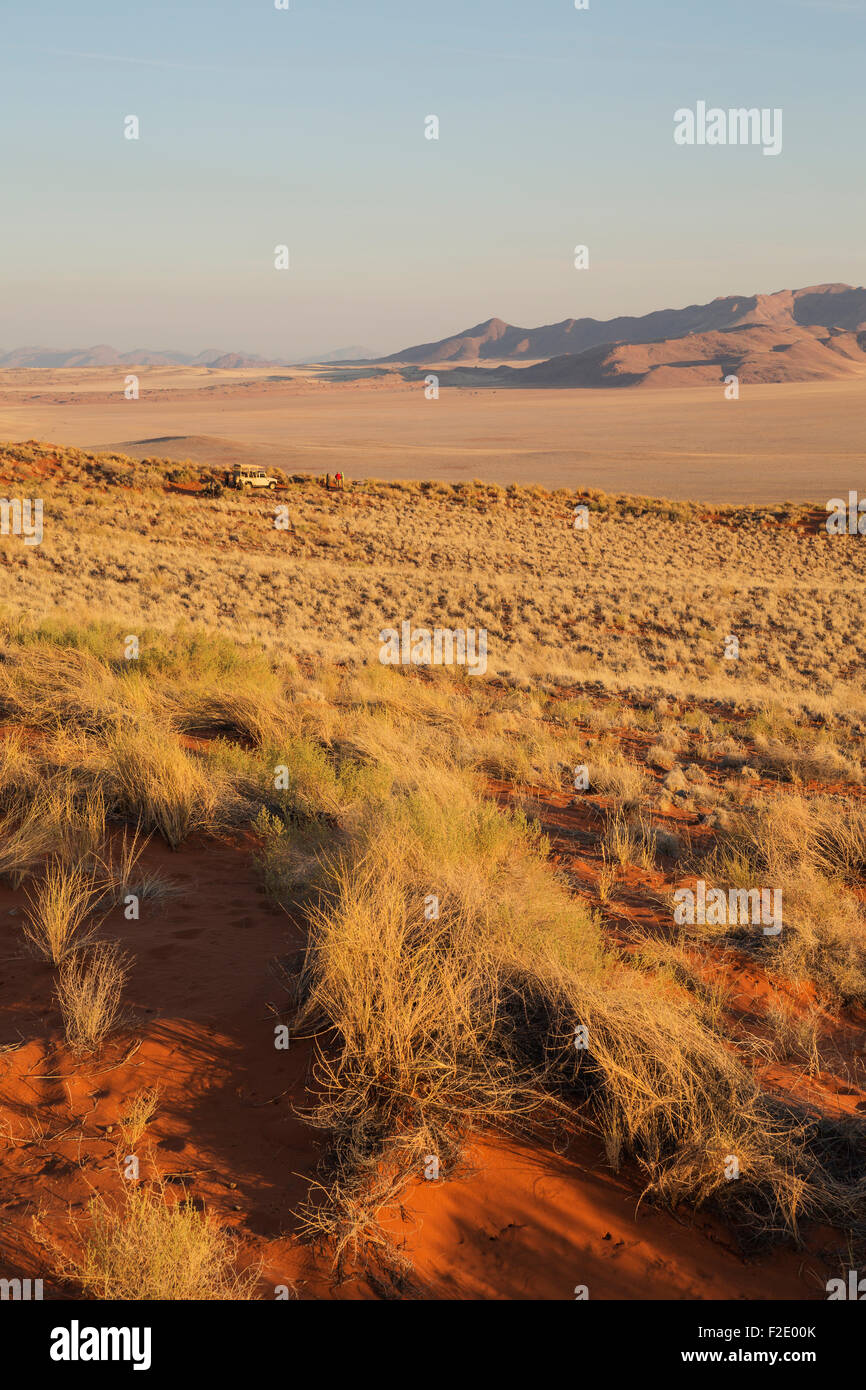 Evening landscape with bushman grass (Stipagrostis sp.) at the edge of the Namib Desert in the area of the exclusive Wolwedans Stock Photo