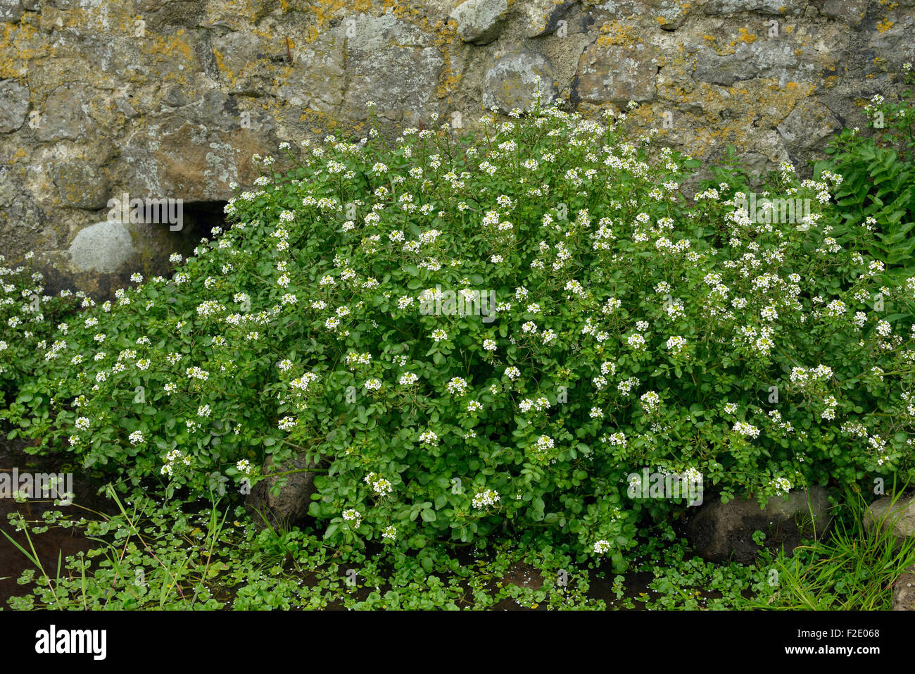 Water-cress - Rorippa nasturtium-aquaticum Mass of plants by spring Stock Photo