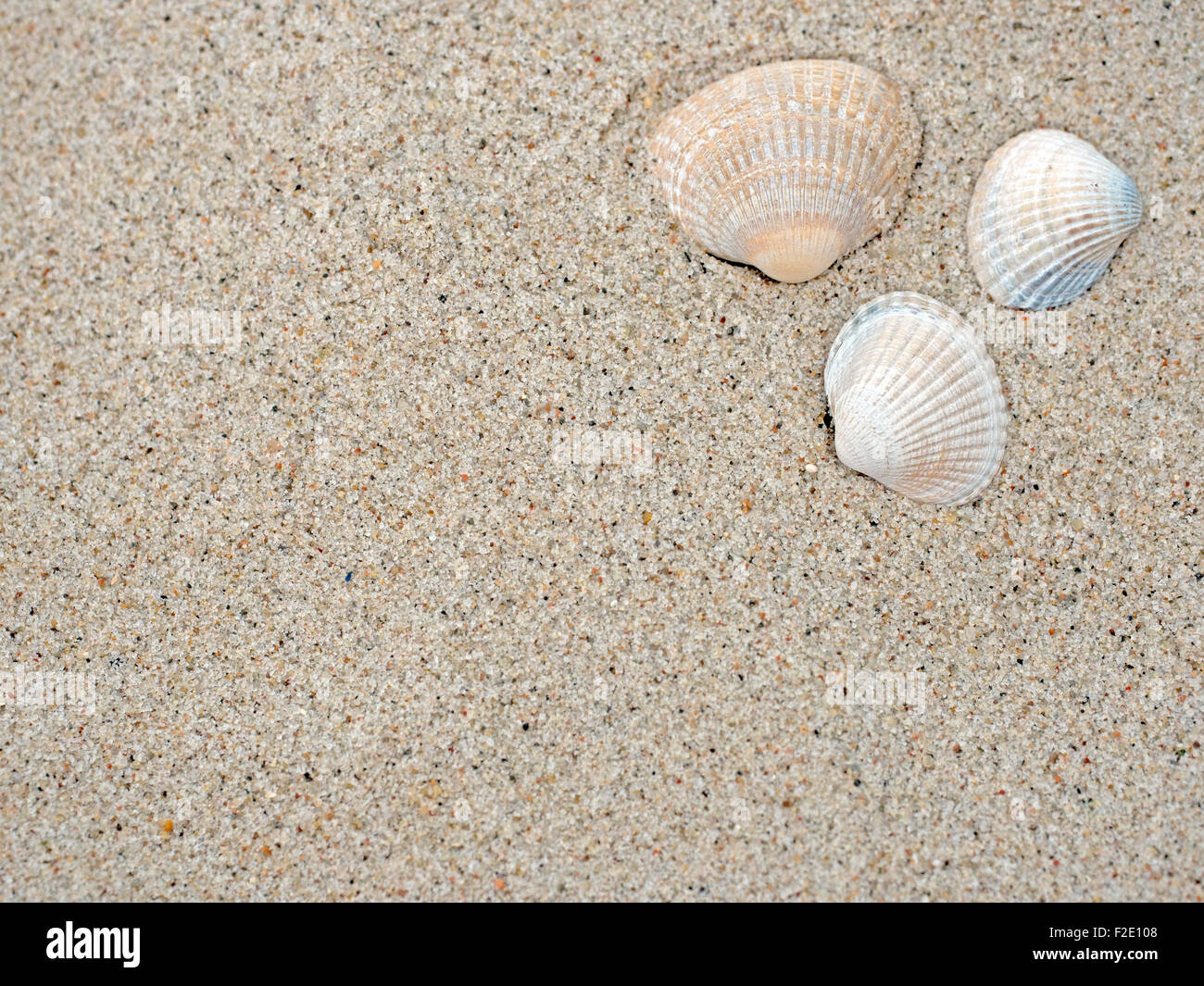 Strandstillleben mit Sand und Muscheln Stock Photo