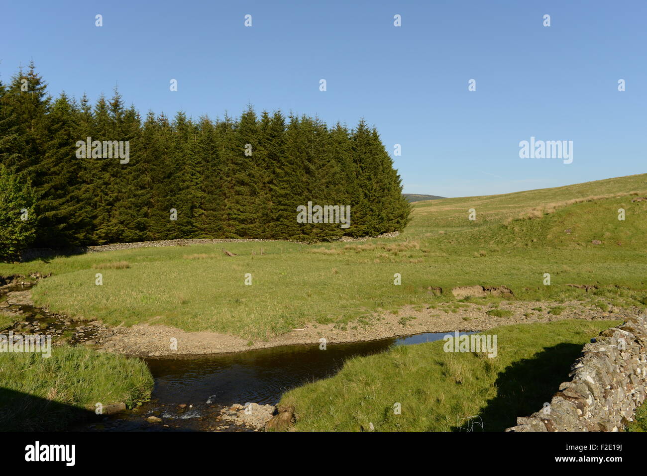 KIELDER FOREST, KIELDER, NORTHUMBERLAND, NEAR THE SCOTTISH BORDER Stock