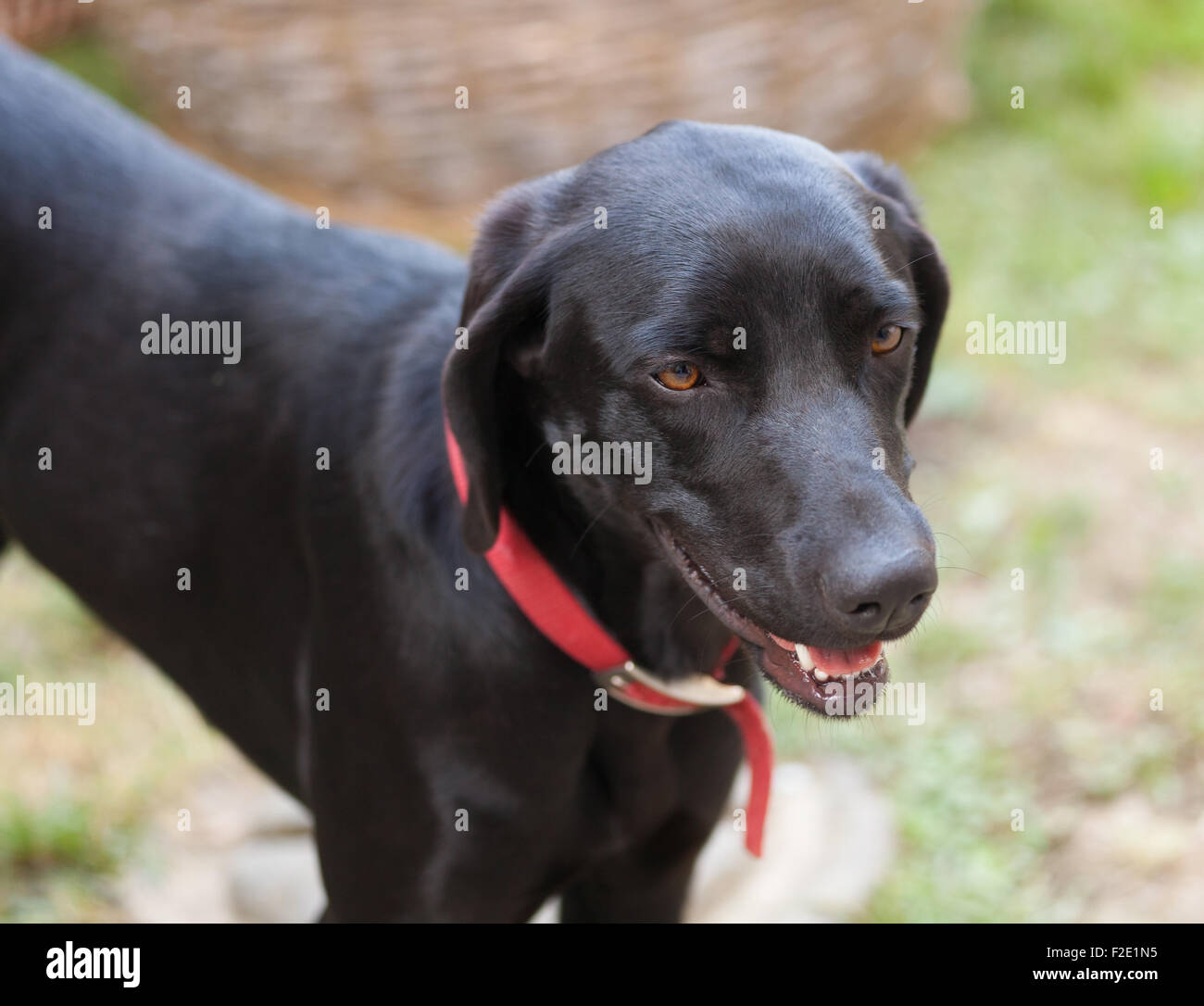 Portrait of black dog in the meadow Stock Photo - Alamy