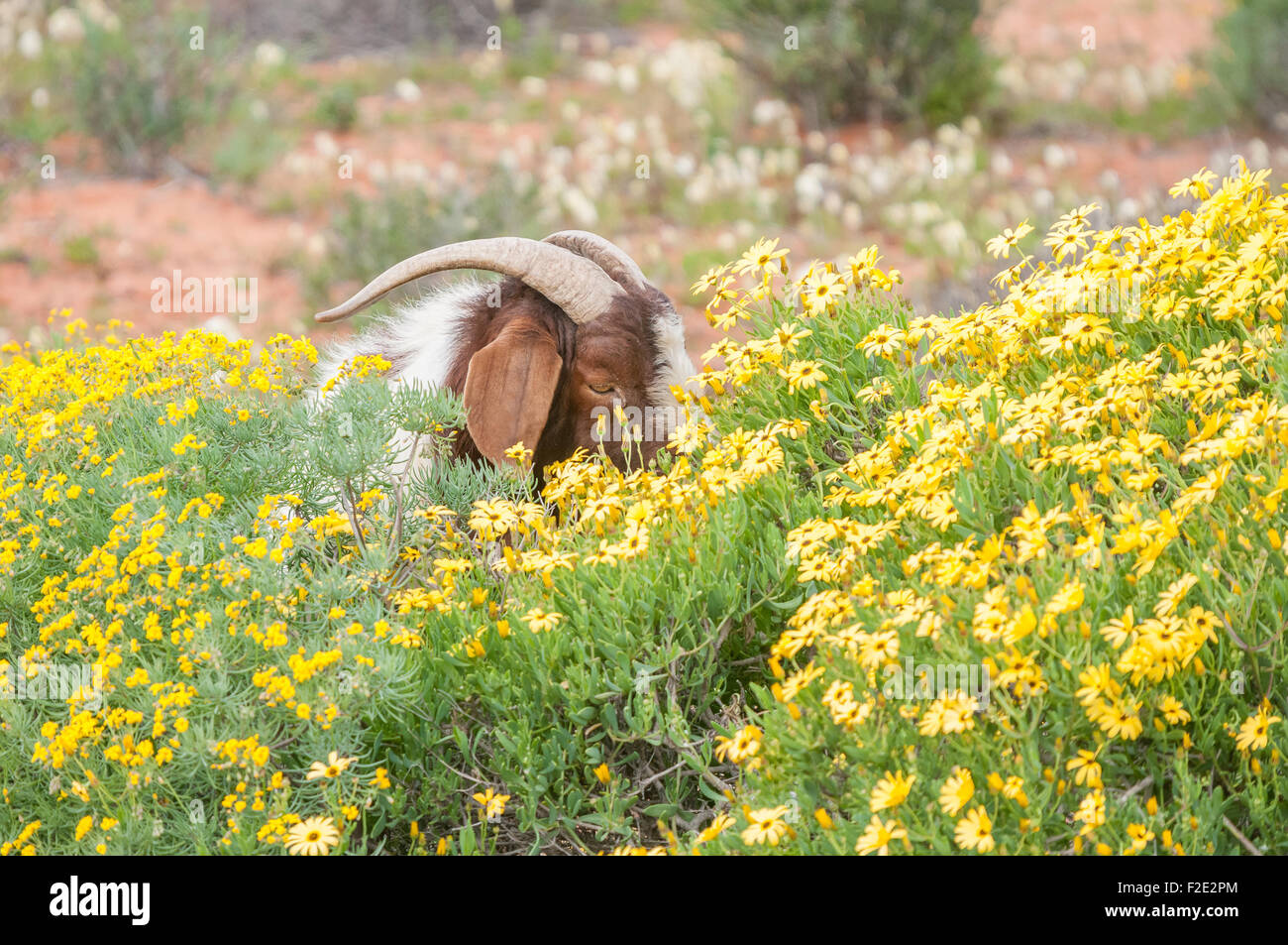 A boerbok (boer boer), a species indigenous to Africa, eats flowers near Strandfontein in the Western Cape Province Stock Photo