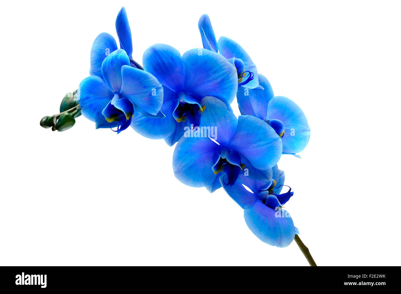 Blue flower orchid isolated by clipping path on white background Stock ...