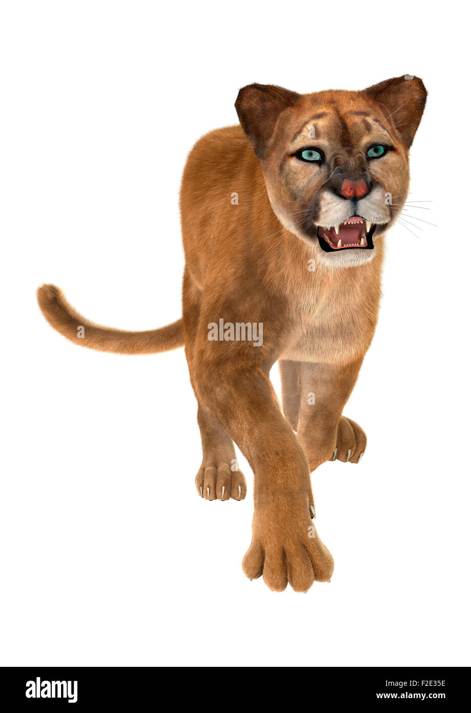 3D digital render of a big cat puma running isolated on white background  Stock Photo - Alamy
