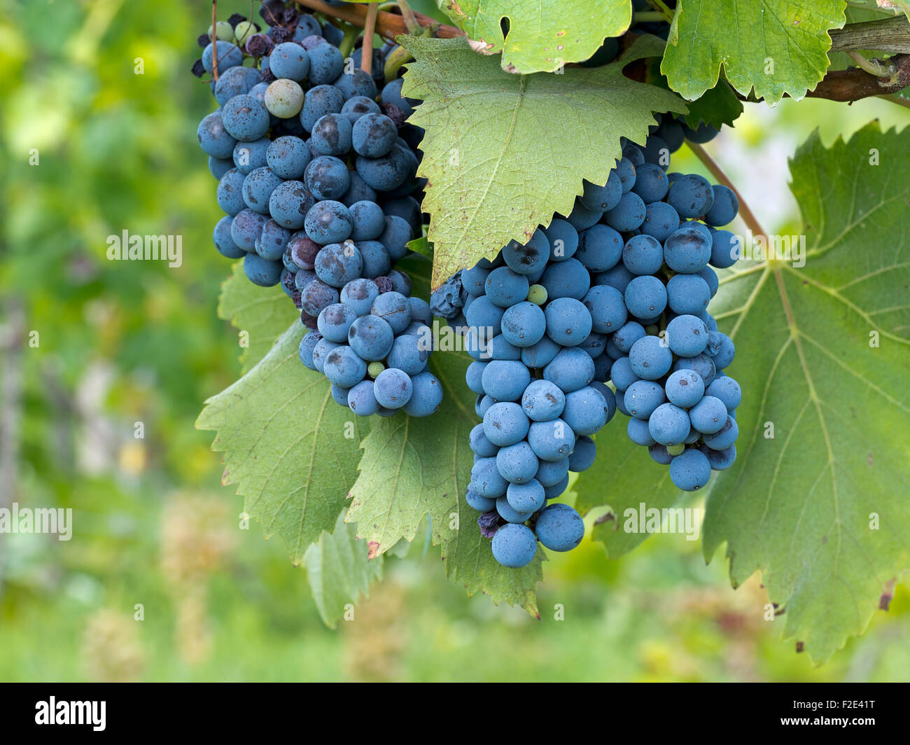 Lunigiana, north Tuscany. Red wine grapes just before harvest. Organic small scale production so