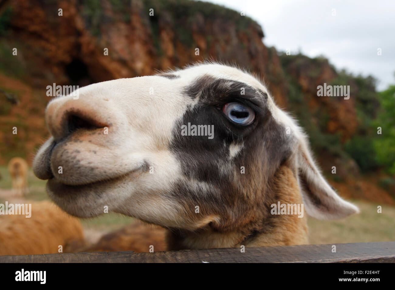 Head of a Llama (Lama glama) in the nature park of Cabarceno, Cantabria, Spain, Europe Stock Photo