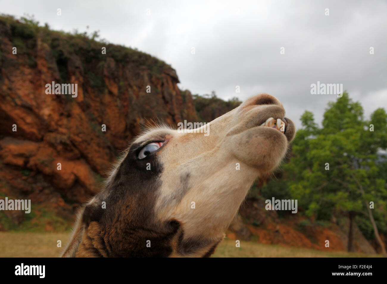 Head of a Llama (Lama glama) in the nature park of Cabarceno, Cantabria, Spain, Europe Stock Photo