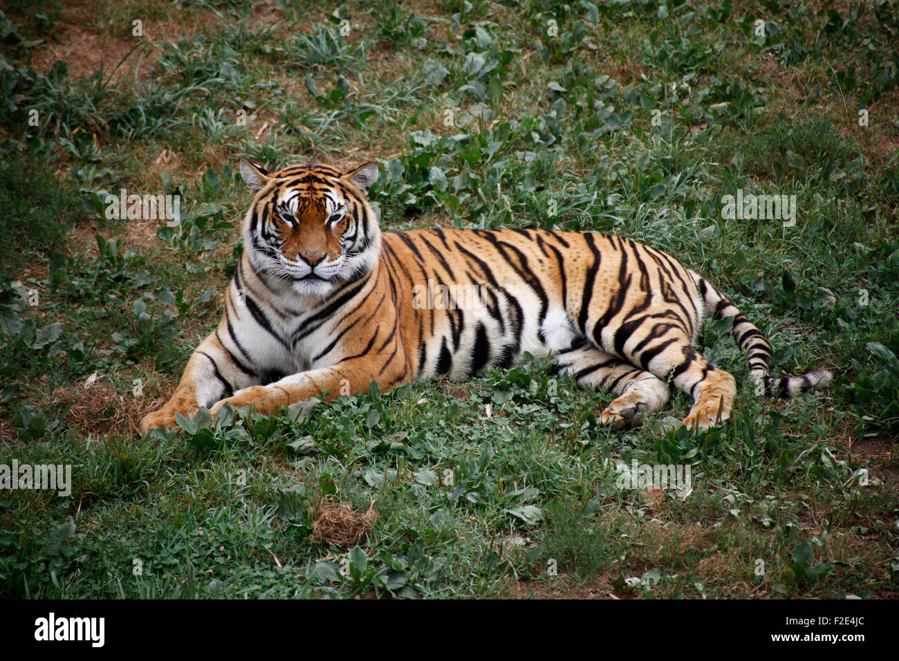 Bengal tiger in Cabárceno nature park, Pelagos, Santander, Cantabria, Spain Stock Photo