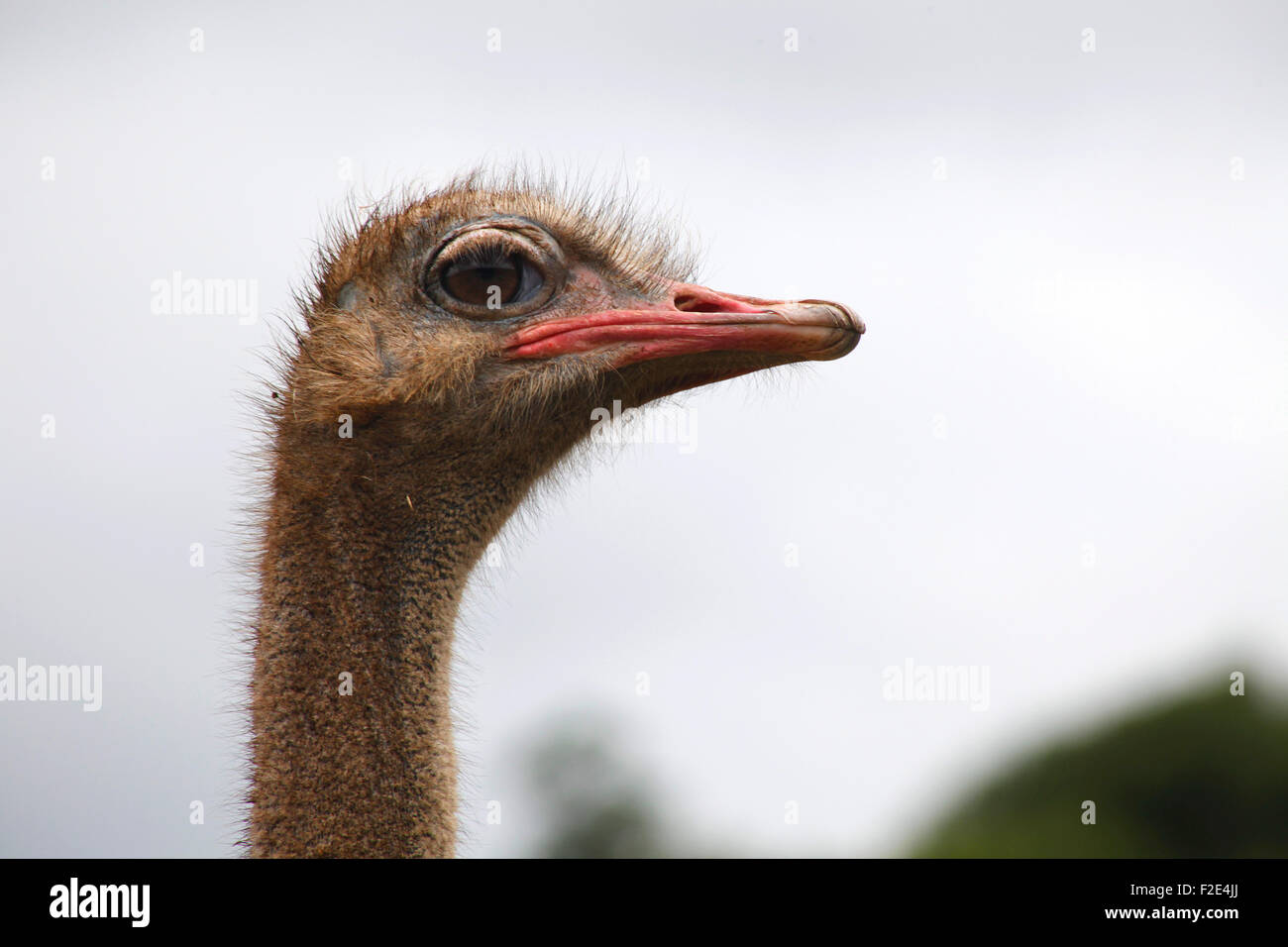 Portrait of an ostrich in Cabárceno nature park, Santander, Cantabria, Spain Stock Photo