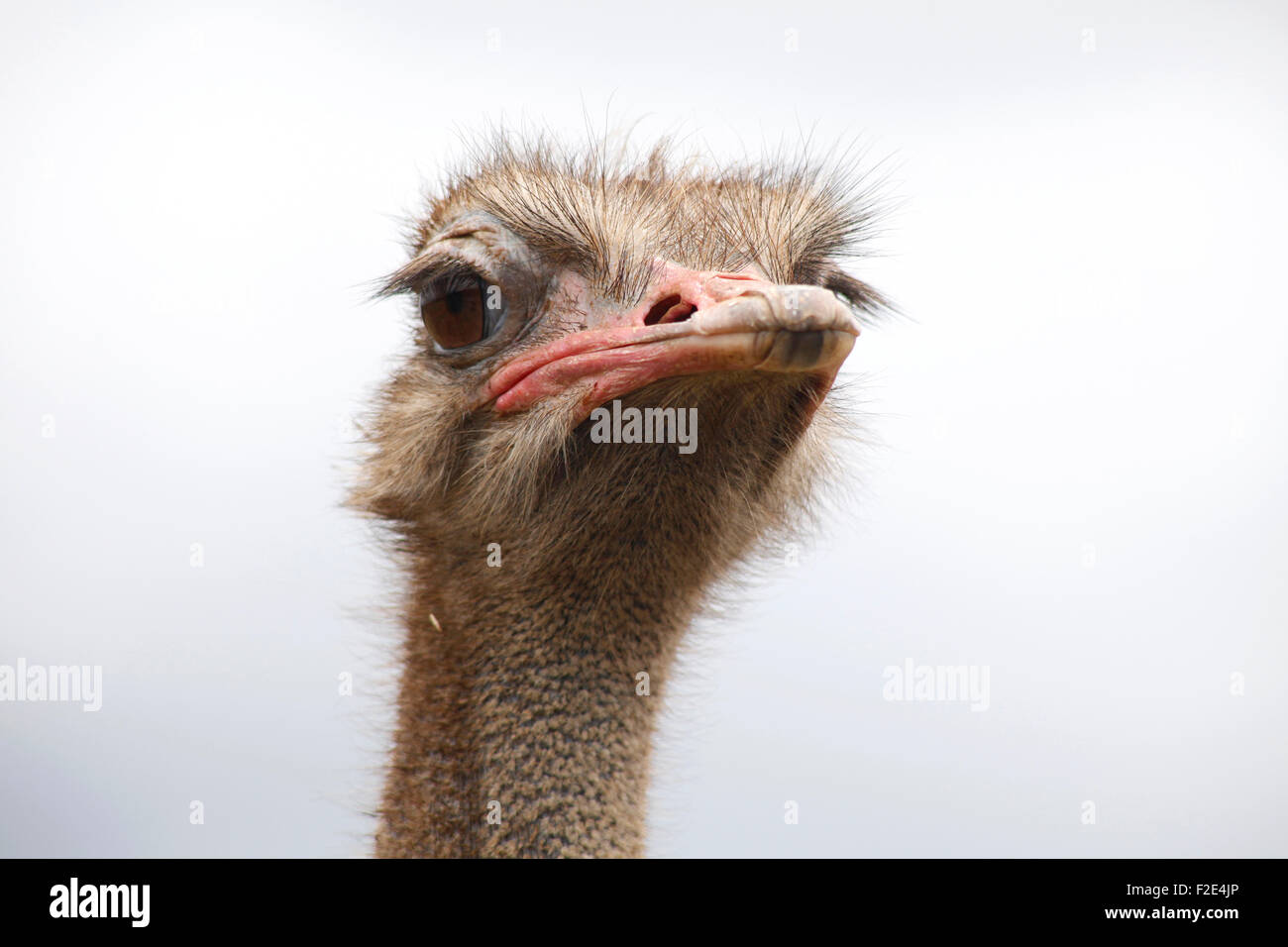 Portrait of an ostrich in Cabárceno nature park, Santander, Cantabria, Spain Stock Photo