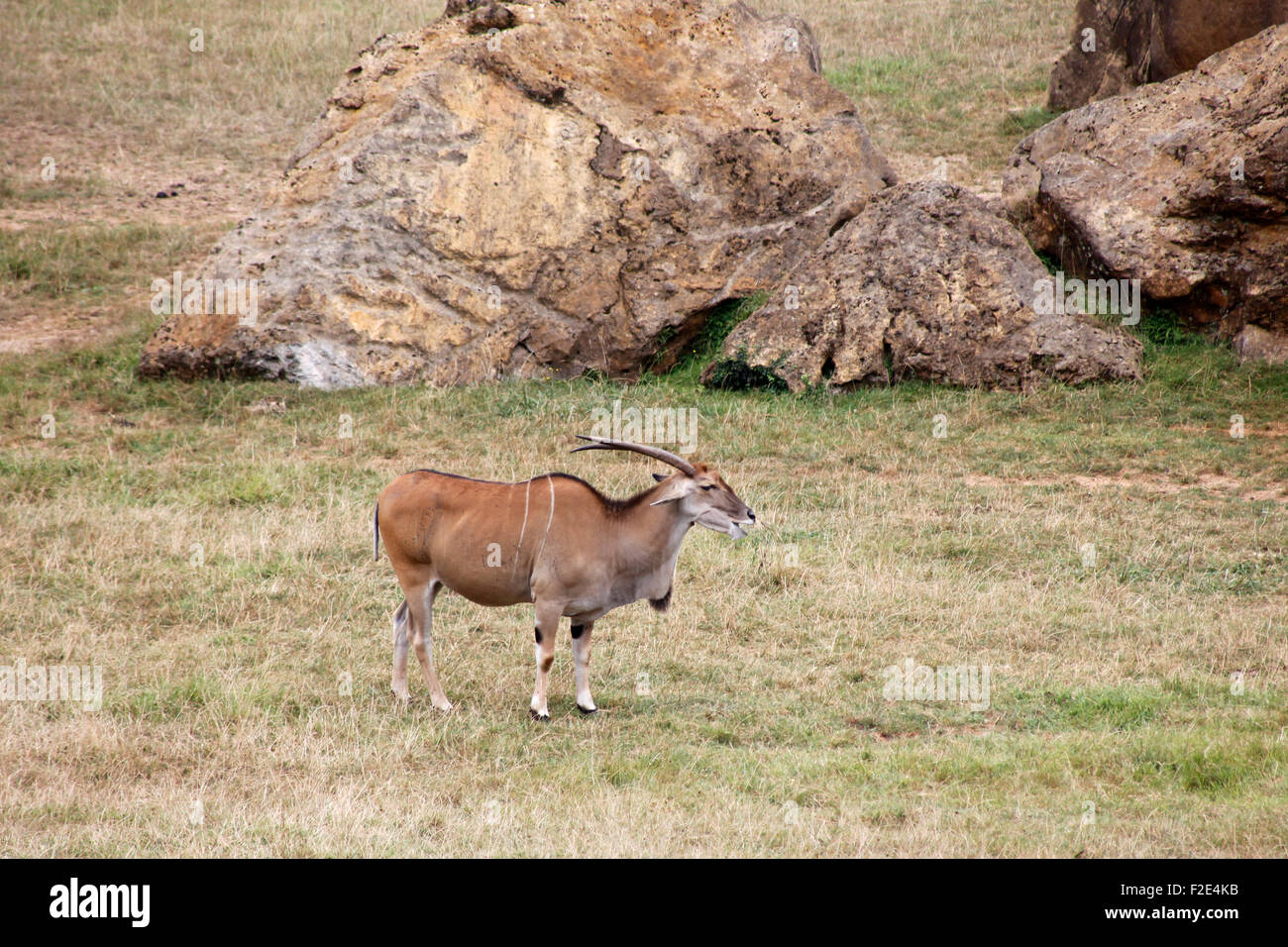 Common eland, Taurotragus oryx, antelope in Cabárceno nature park, Pelagos, Santander, Cantabria, Spain Stock Photo