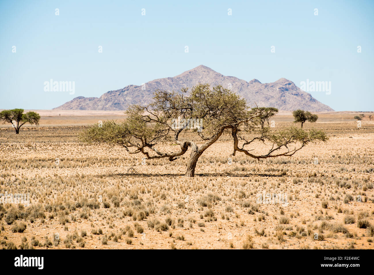 Tree growing in the desert with a mountain directly behind it in Namibia, Africa Stock Photo