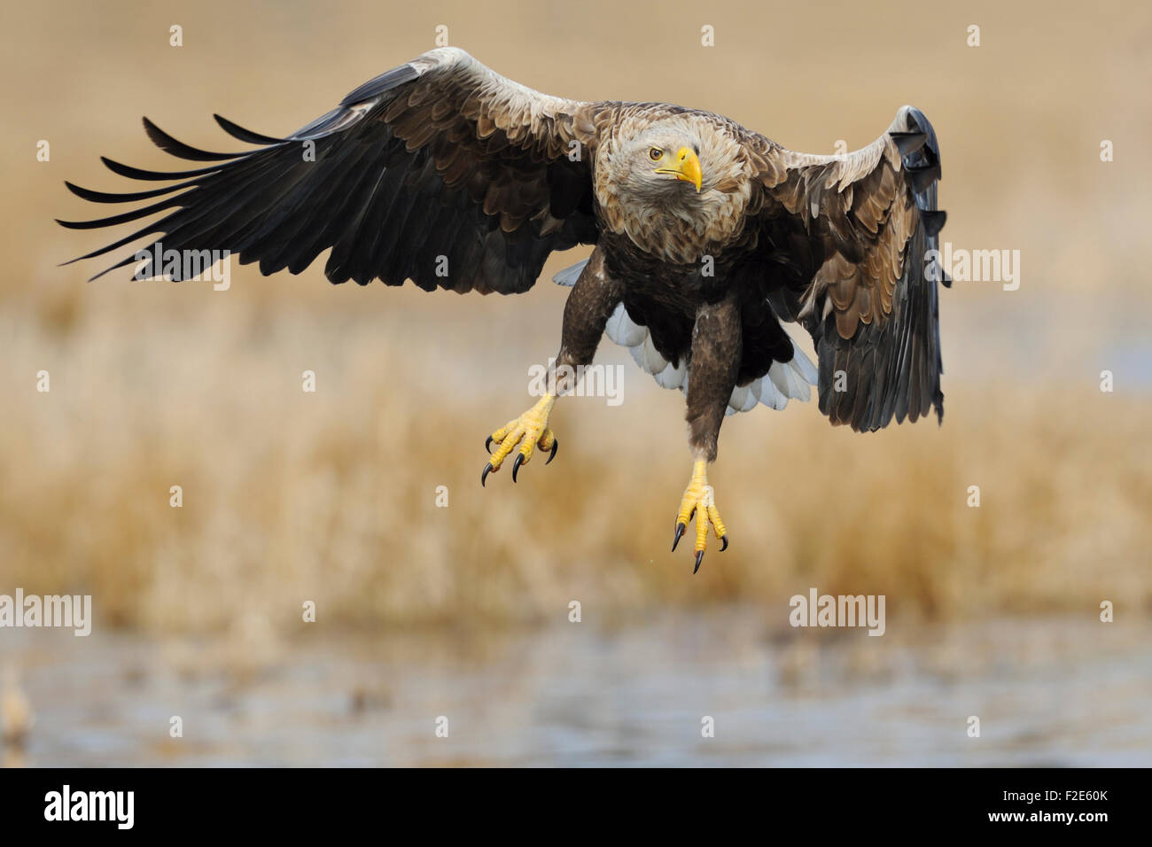 White-tailed Eagle / Sea Eagle / Seeadler ( Haliaeetus albicilla ) spreads his wings over wet land surrounded by golden reed. Stock Photo