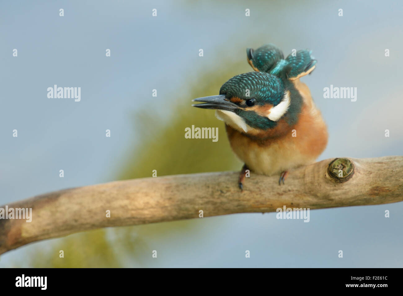 Alcedo atthis / Common Kingfisher / Eisvogel his wings while begging for food. Stock Photo