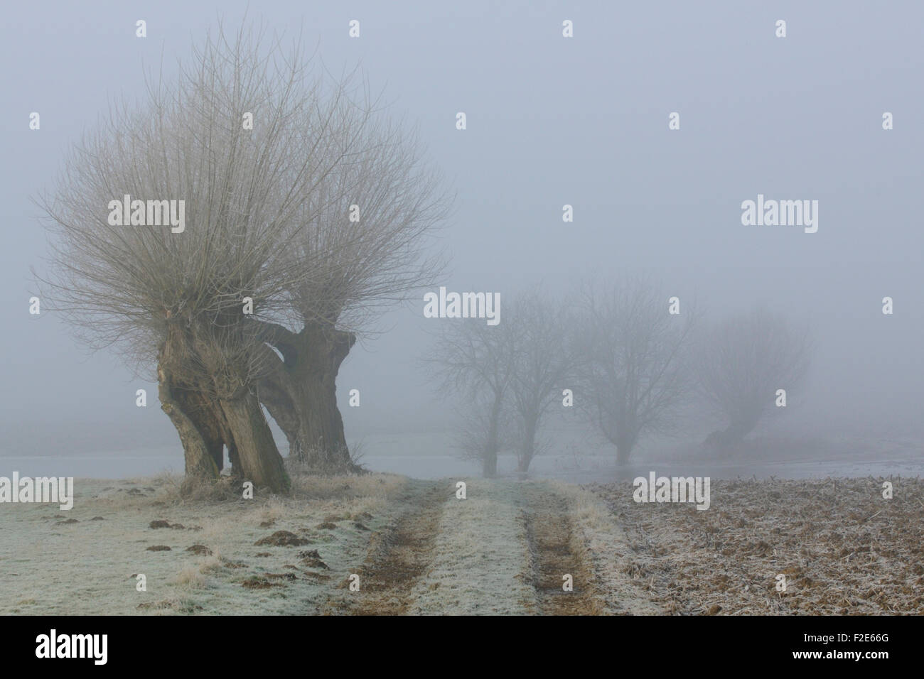 Rural hoar frost covered landscape with typical pollard trees on a cold misty winter morning Lower Rhine, North Rhine-Westphalia Stock Photo