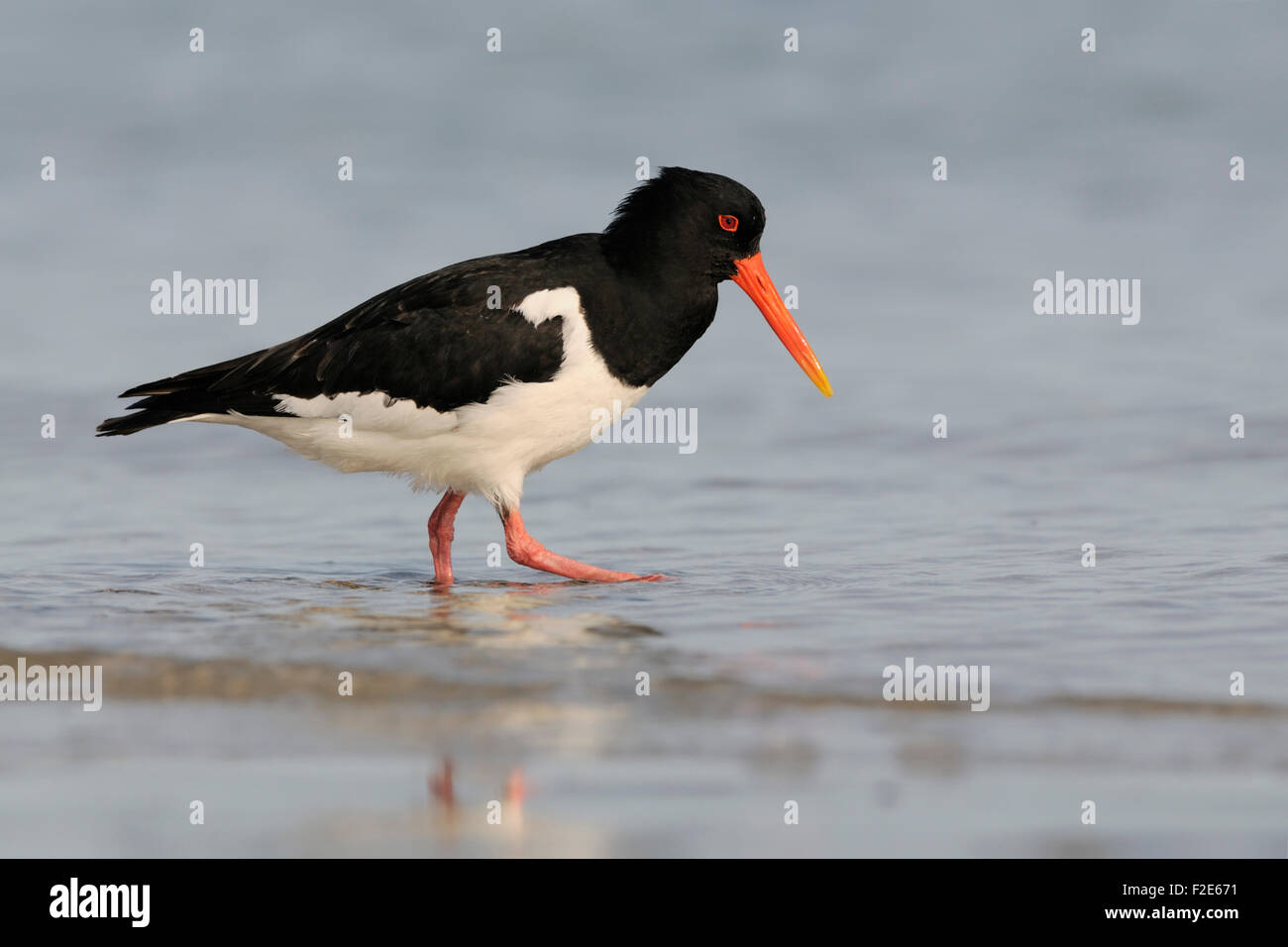 Haematopus ostralegus / Oystercatcher / Austernfischer searching for food next to waterline. Stock Photo