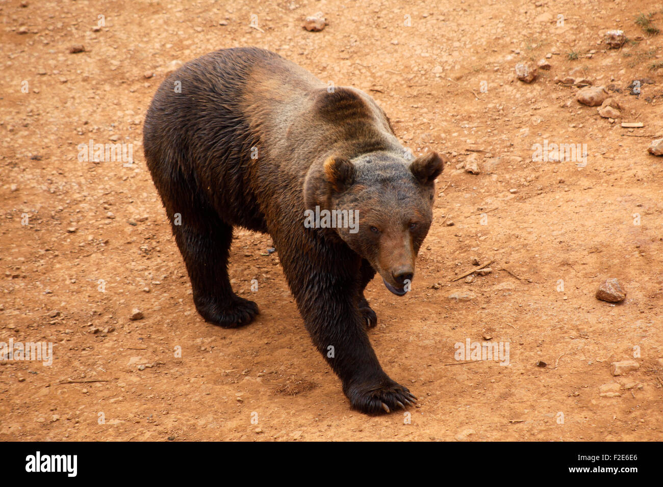 Brown bear (ursus arctos) in Cabárceno nature park, Penagos, Santander, Cantabria, Spain. Stock Photo