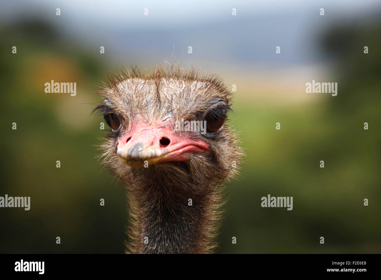 Portrait of an ostrich in Cabárceno nature park, Santander, Cantabria, Spain Stock Photo