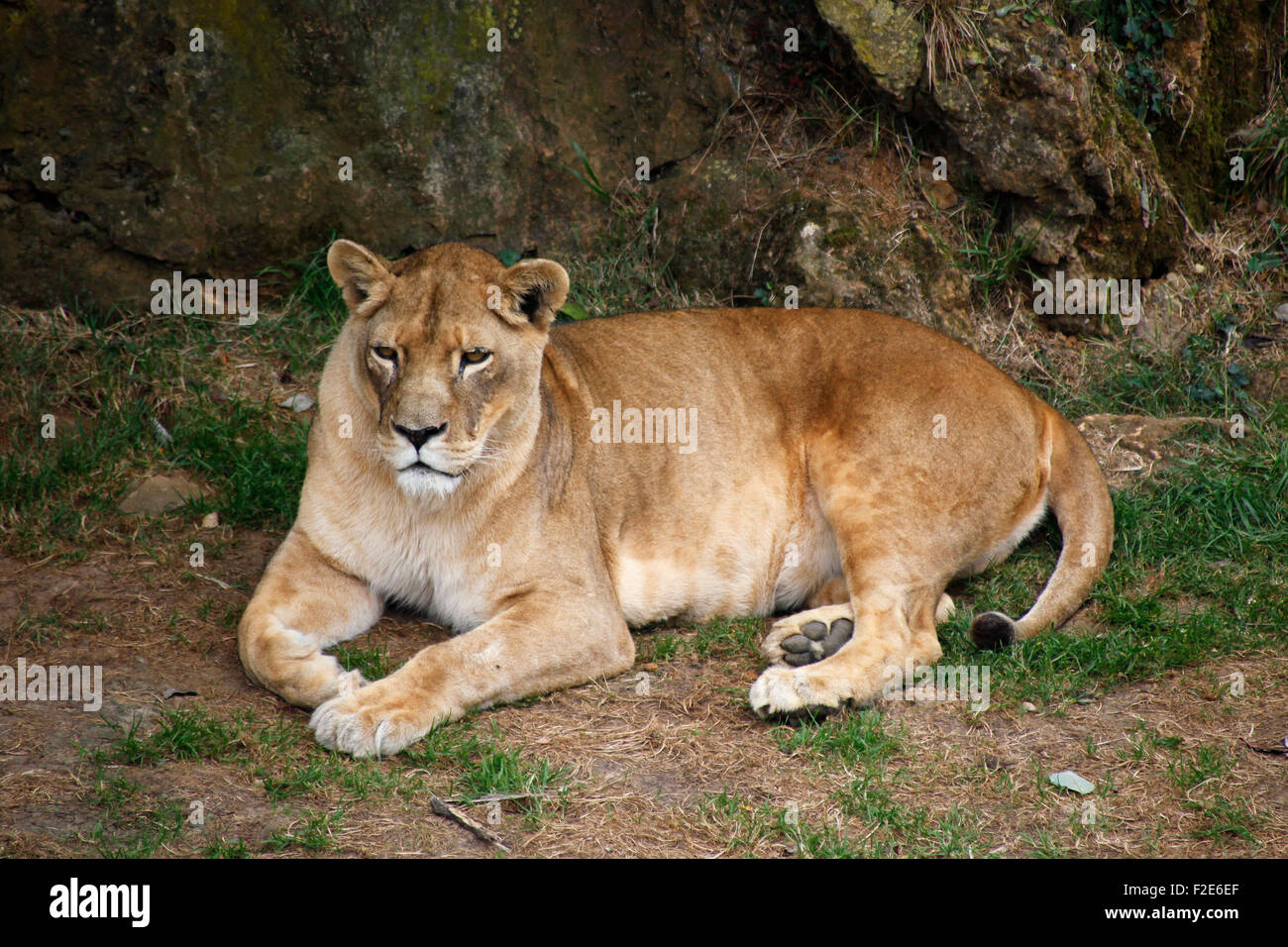 A lioness at Cabárceno nature park, Santander, Cantabria, Spain Stock Photo