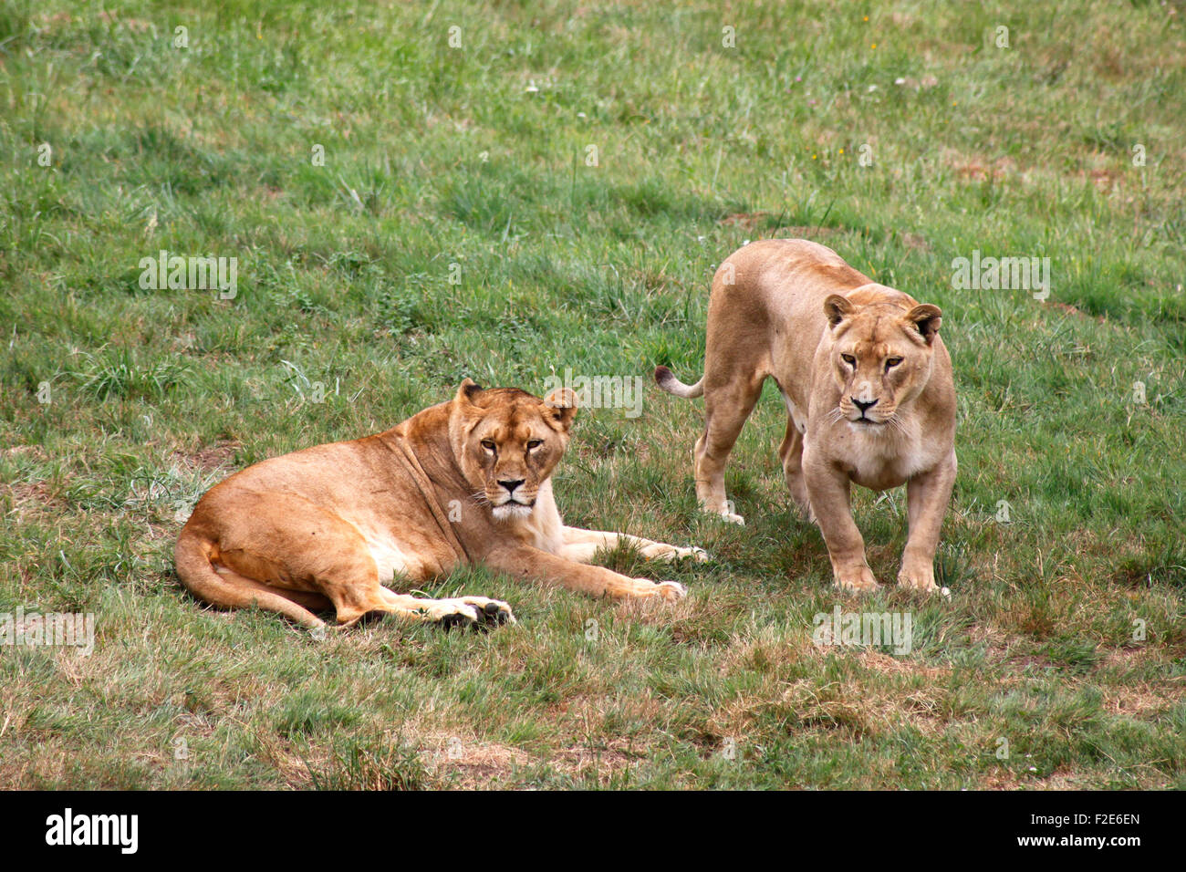 A pair of lionesses at Cabárceno nature park, Santander, Cantabria, Spain Stock Photo