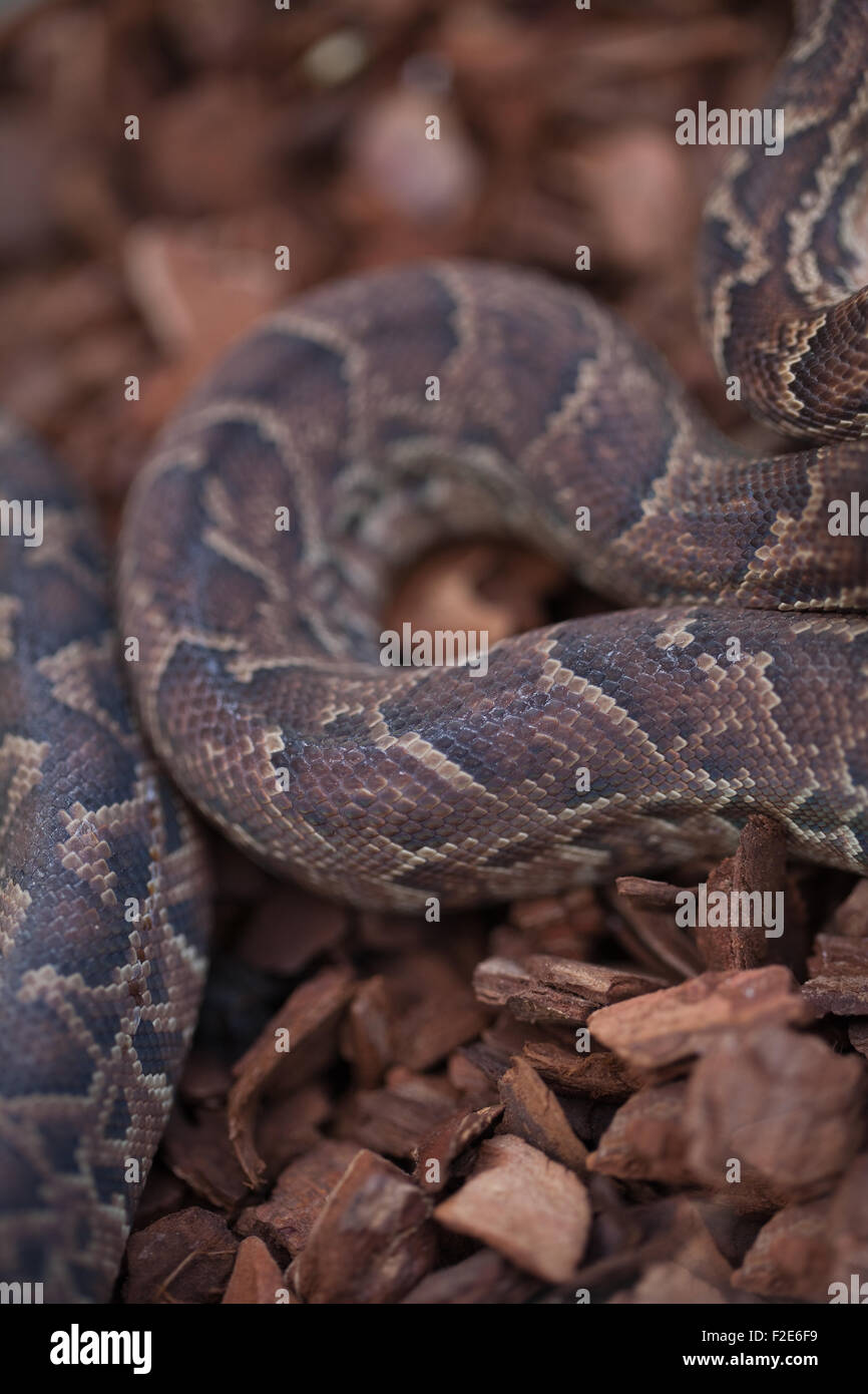 Cuban Boa (Epicrates angulifer). Section of body showing cryptic markings and colors. Camouflage. Endemic to Cuba. Stock Photo