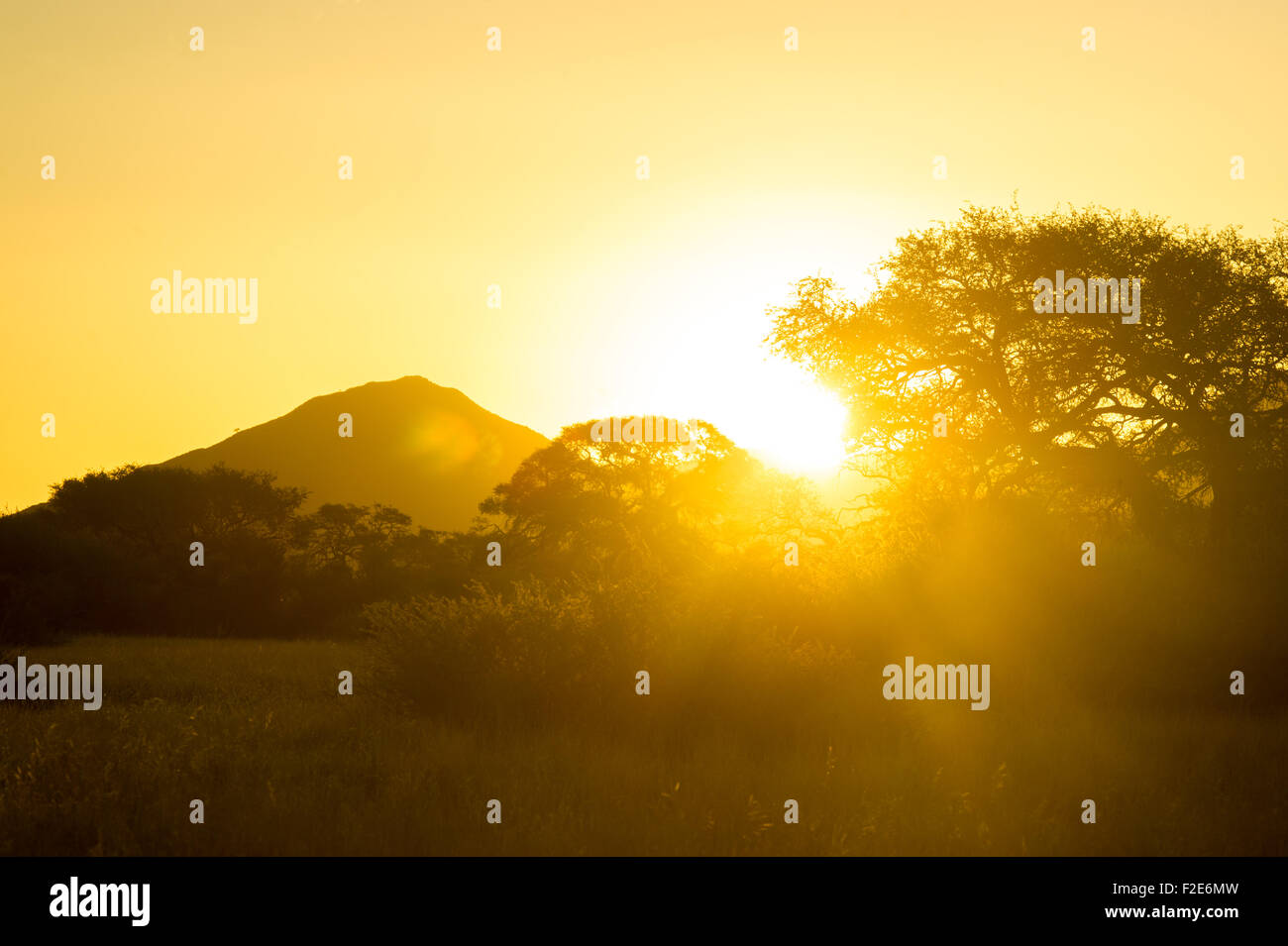 Tree silhouetted by the sun at dusk in Namibia, Africa Stock Photo