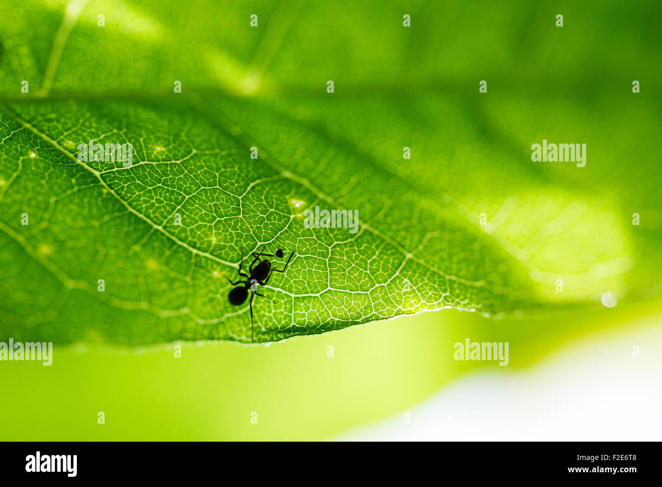 Ant and insect on a green leaf Stock Photo