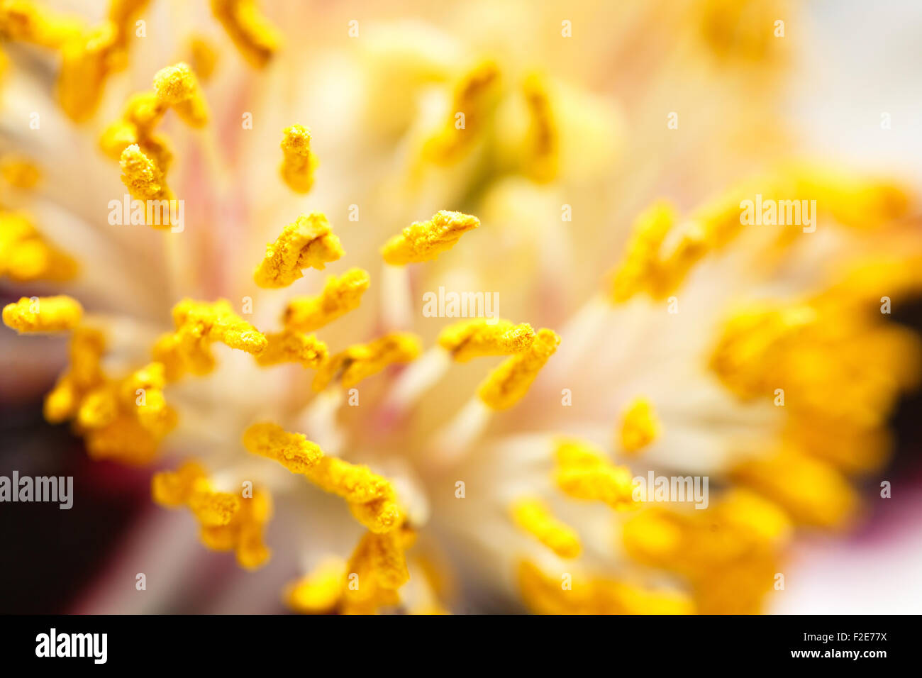 Flower yellow stamens macro Stock Photo