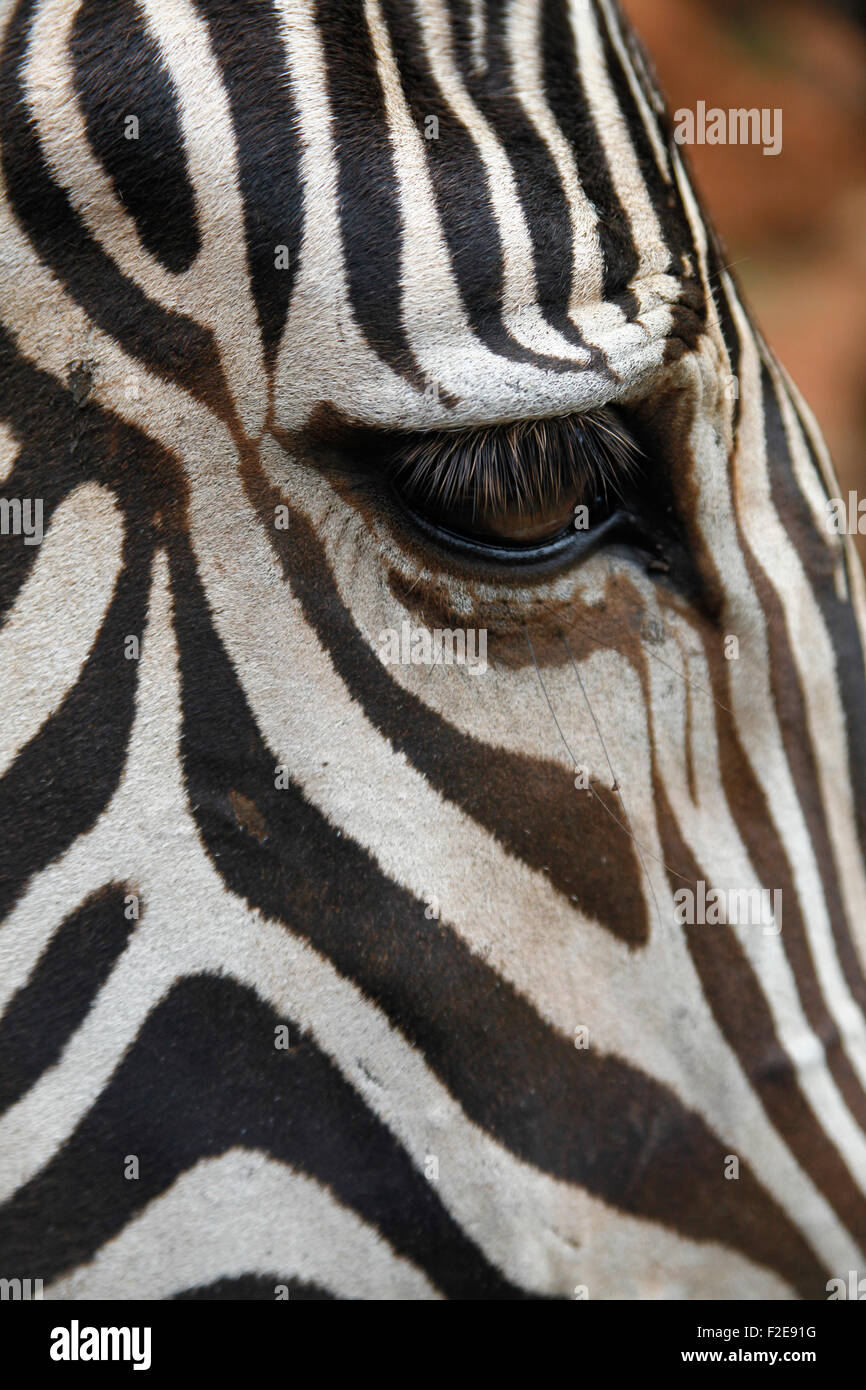 Equus zebra (Equus grevyi) at Cabárceno nature park, Santander, Spain. Stock Photo