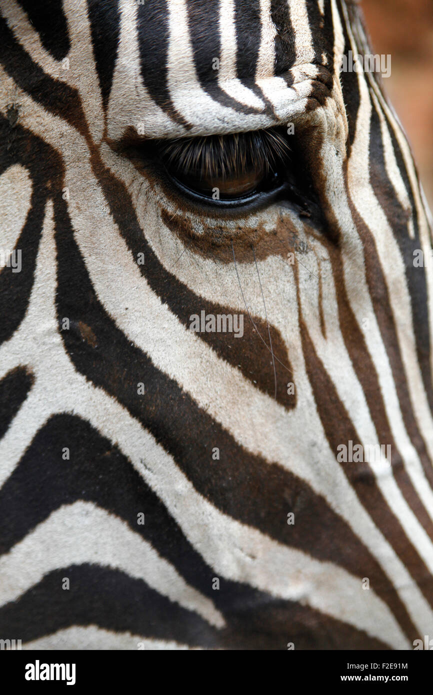 Equus zebra (Equus grevyi) at Cabárceno nature park, Santander, Spain. Stock Photo