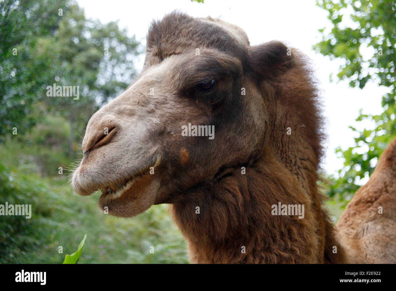 Portrait of a bactrian camel in Cabárceno nature park, Santander, Spain Stock Photo