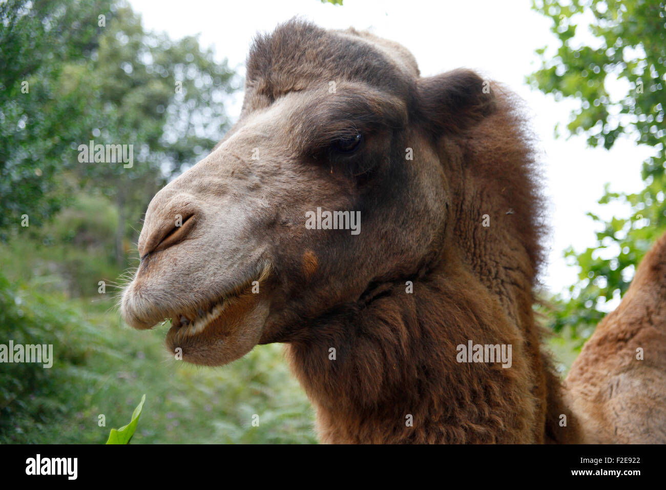 Camel captivity hi-res stock photography and images - Alamy