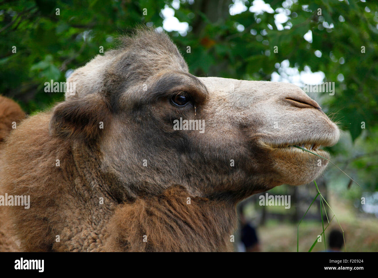 Portrait of a bactrian camel in Cabárceno nature park, Santander, Spain Stock Photo