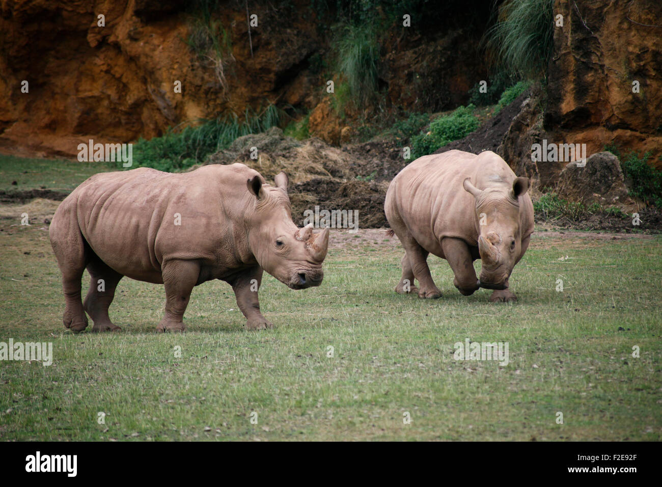 African white rhino, square lipped rhinoceros (Ceratotherium simum) in Cabárceno nature park, Santander, Spain. Stock Photo