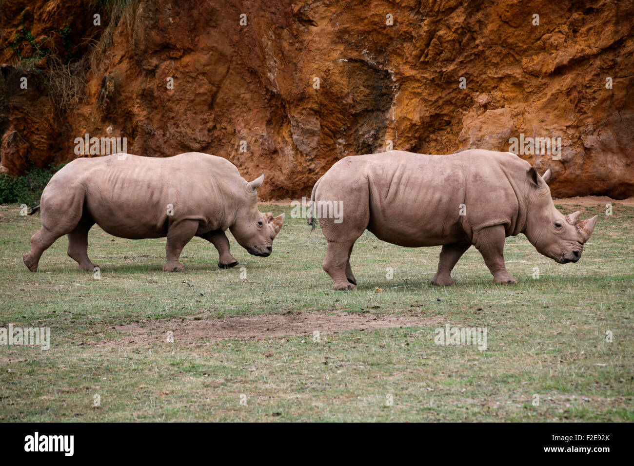 African white rhino, square lipped rhinoceros (Ceratotherium simum) in Cabárceno nature park, Santander, Spain. Stock Photo