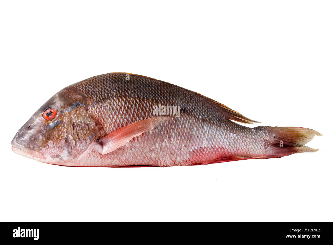 Raw clever red snapper for chance photographed on white background Stock Photo