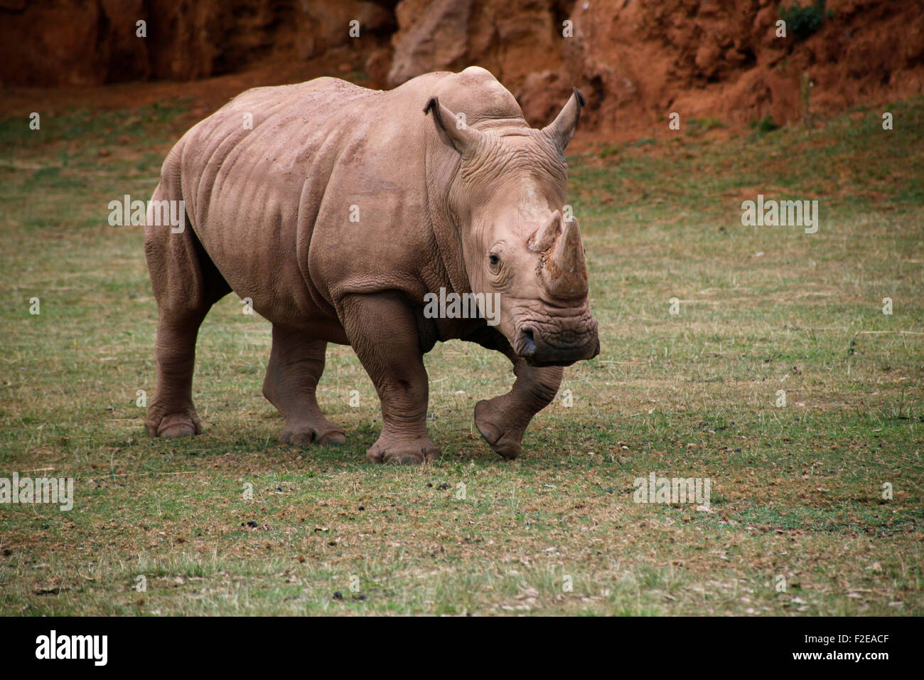 African white rhino, square lipped rhinoceros (Ceratotherium simum) in Cabárceno nature park, Santander, Spain. Stock Photo