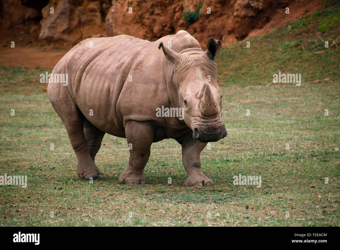 African white rhino, square lipped rhinoceros (Ceratotherium simum) in Cabárceno nature park, Santander, Spain. Stock Photo