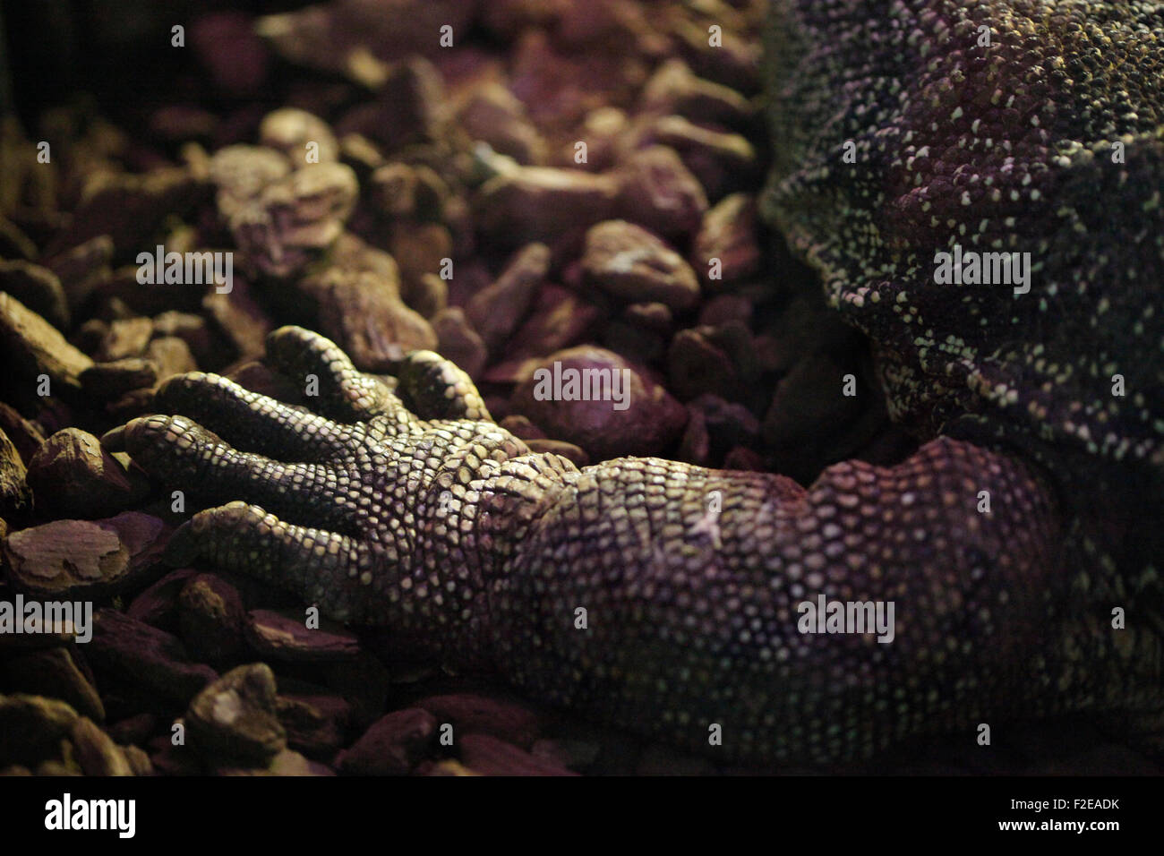 Claw of a green iguana. Stock Photo