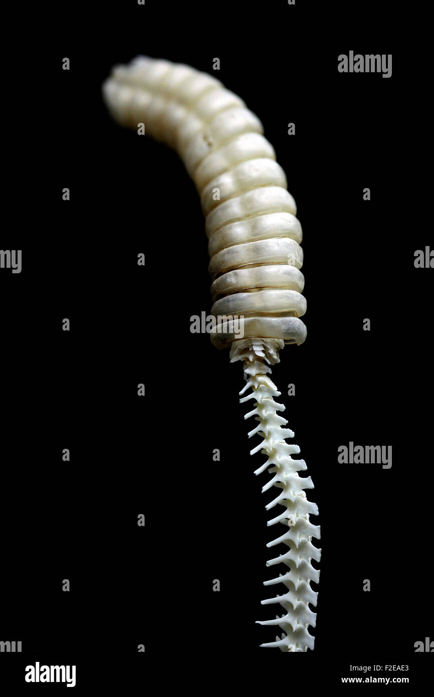 Rattle snake skeleton Stock Photo