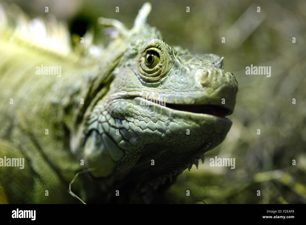 Green iguana in Cabárceno natural park terrarium, Santander. Stock Photo
