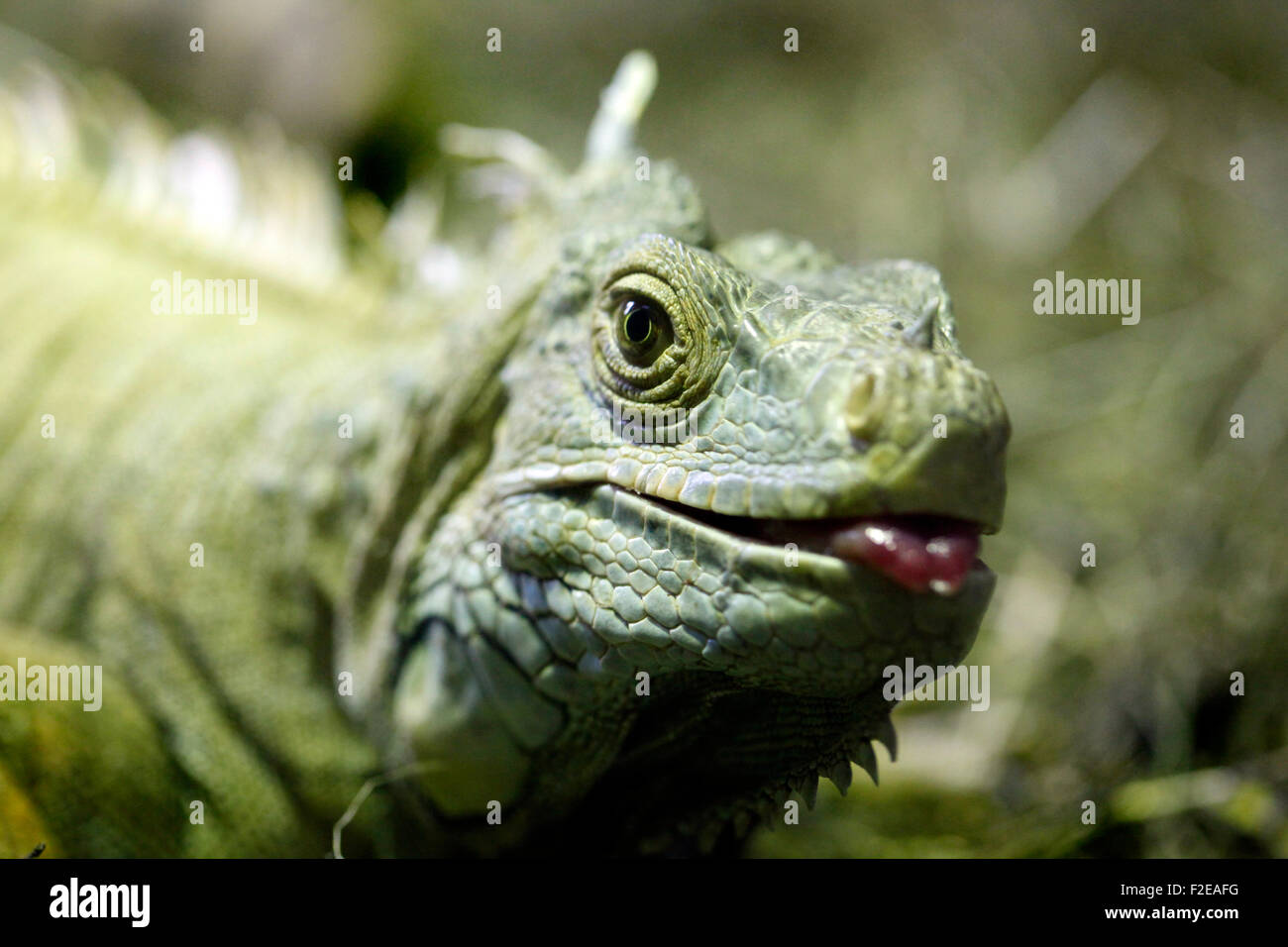 Green iguana in Cabárceno natural park terrarium, Santander. Stock Photo