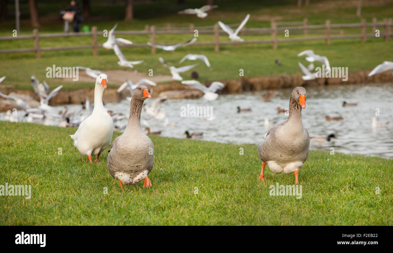 Different species of birds at artificial lake ok Serravalle Park in Empoli, Italy Stock Photo