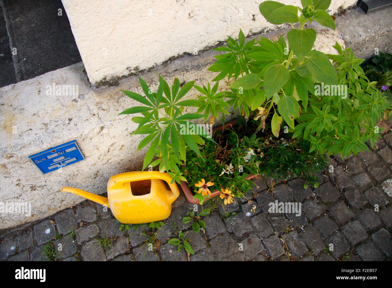 Cannabis-Pflanze bei Lausanne, Schweiz. Stock Photo